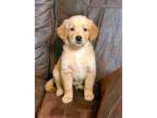 Golden Retriever Puppy for sale in Missouri City, TX, USA