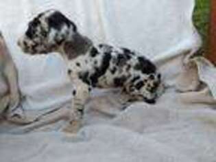Great Dane Puppy for sale in Nora Springs, IA, USA