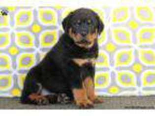 Rottweiler Puppy for sale in Morgantown, PA, USA