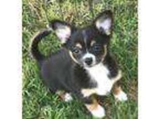 Chihuahua Puppy for sale in Oklahoma City, OK, USA