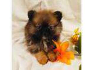 Pomeranian Puppy for sale in Stillwater, OK, USA