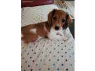 Dachshund Puppy for sale in Logan, OH, USA