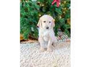 Labradoodle Puppy for sale in Morse Bluff, NE, USA