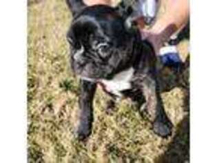 French Bulldog Puppy for sale in Hopkinsville, KY, USA