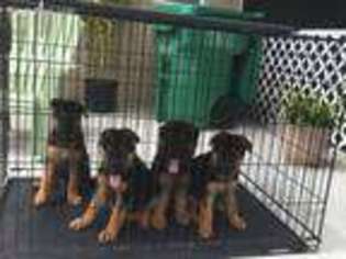 German Shorthaired Pointer Puppy for sale in Lehigh Acres, FL, USA