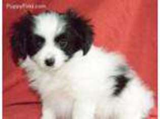 Papillon Puppy for sale in Columbia Station, OH, USA