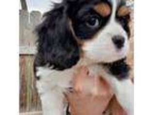 Cavalier King Charles Spaniel Puppy for sale in Aberdeen, SD, USA