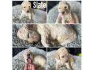 Goldendoodle Puppy for sale in Fayetteville, AR, USA