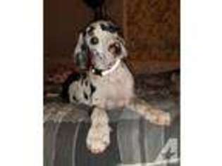 Great Dane Puppy for sale in LAKE SAINT LOUIS, MO, USA