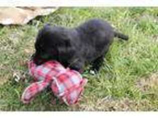 Labrador Retriever Puppy for sale in Luray, VA, USA