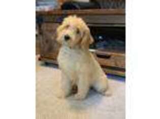 Labradoodle Puppy for sale in Saint Joe, AR, USA