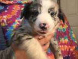 Australian Shepherd Puppy for sale in Latrobe, PA, USA
