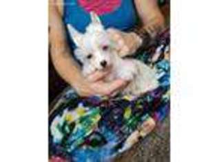 Chinese Crested Puppy for sale in Wright City, MO, USA
