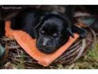 Labrador Retriever Puppy for sale in Brentwood, TN, USA