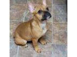 French Bulldog Puppy for sale in Palmyra, IN, USA