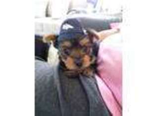 Yorkshire Terrier Puppy for sale in Wray, CO, USA