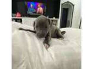 Italian Greyhound Puppy for sale in Splendora, TX, USA