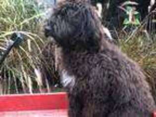Portuguese Water Dog Puppy for sale in Bolivar, MO, USA