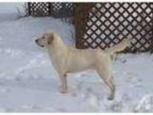 Labrador Retriever Puppy for sale in WEBSTER, NY, USA