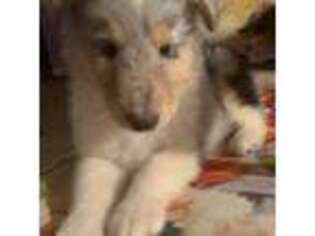 Collie Puppy for sale in Riverside, CA, USA