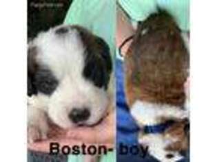 Saint Bernard Puppy for sale in Washington, MO, USA