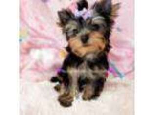 Yorkshire Terrier Puppy for sale in Riverside, CA, USA