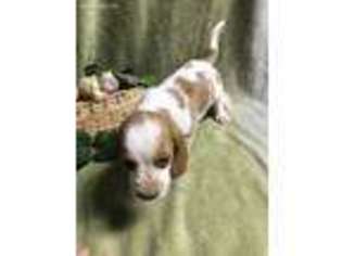 Basset Hound Puppy for sale in Waverly, OH, USA