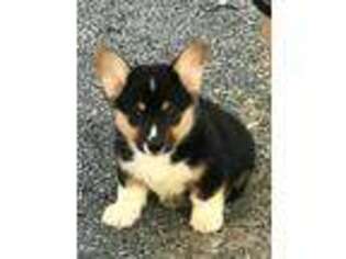 Pembroke Welsh Corgi Puppy for sale in Saltville, VA, USA