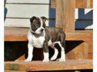 Boston Terrier Puppy for sale in Raymond, IL, USA