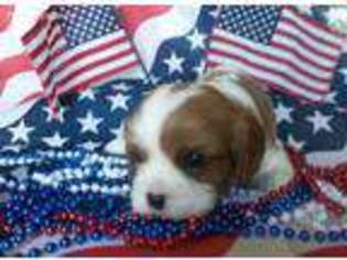 Cavalier King Charles Spaniel Puppy for sale in Holden, MO, USA