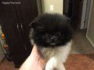 Pomeranian Puppy for sale in Stockton, CA, USA