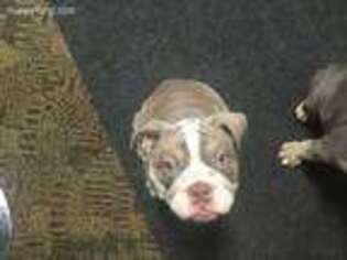 Bulldog Puppy for sale in Jerseyville, IL, USA