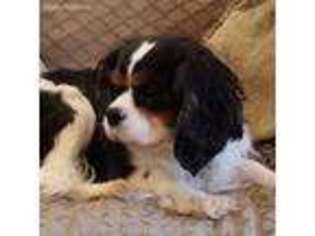 Cavalier King Charles Spaniel Puppy for sale in Hanska, MN, USA