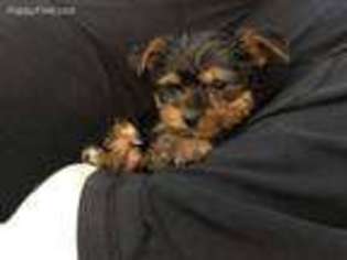 Yorkshire Terrier Puppy for sale in Woodstock, CT, USA