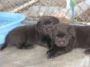 Labrador Retriever Puppy for sale in MORENO VALLEY, CA, USA