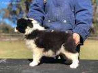 Border Collie Puppy for sale in Dade City, FL, USA