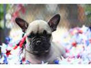 French Bulldog Puppy for sale in Boyd, TX, USA