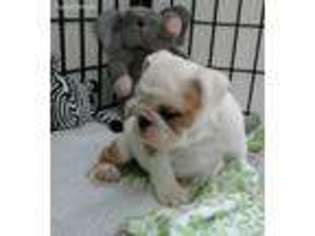 Bulldog Puppy for sale in Newburgh, NY, USA