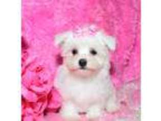 Maltese Puppy for sale in Memphis, MO, USA