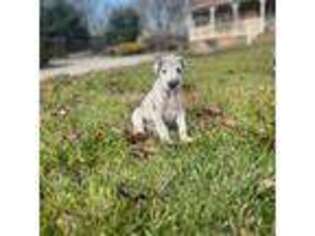 Great Dane Puppy for sale in Swedesboro, NJ, USA