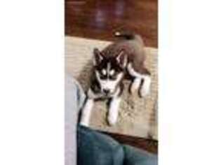 Siberian Husky Puppy for sale in Bellwood, IL, USA
