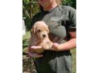 Goldendoodle Puppy for sale in Poplarville, MS, USA