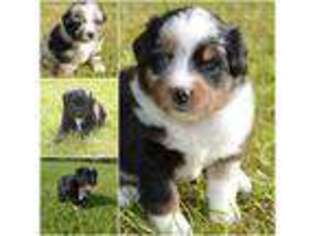 Miniature Australian Shepherd Puppy for sale in Tifton, GA, USA