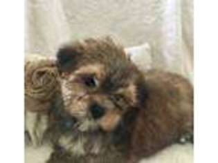 Buggs Puppy for sale in El Dorado Springs, MO, USA