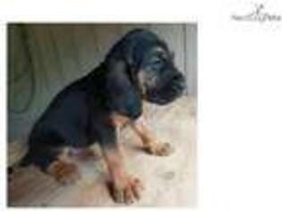 Bloodhound Puppy for sale in Little Rock, AR, USA
