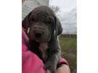 Great Dane Puppy for sale in Sioux Center, IA, USA