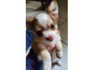 Chihuahua Puppy for sale in Frankfort, IL, USA