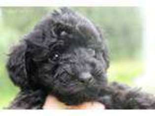 Mutt Puppy for sale in Modoc, IN, USA
