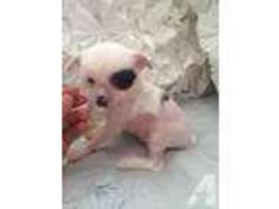 Chinese Crested Puppy for sale in LEXINGTON, NC, USA