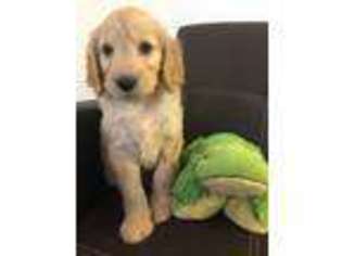 Goldendoodle Puppy for sale in Samson, AL, USA